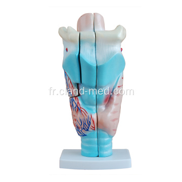 Modèle de larynx humain magnifié